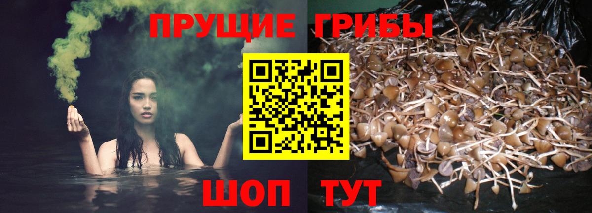 Галлюциногенные грибы GOLDEN TEACHER Пятигорск